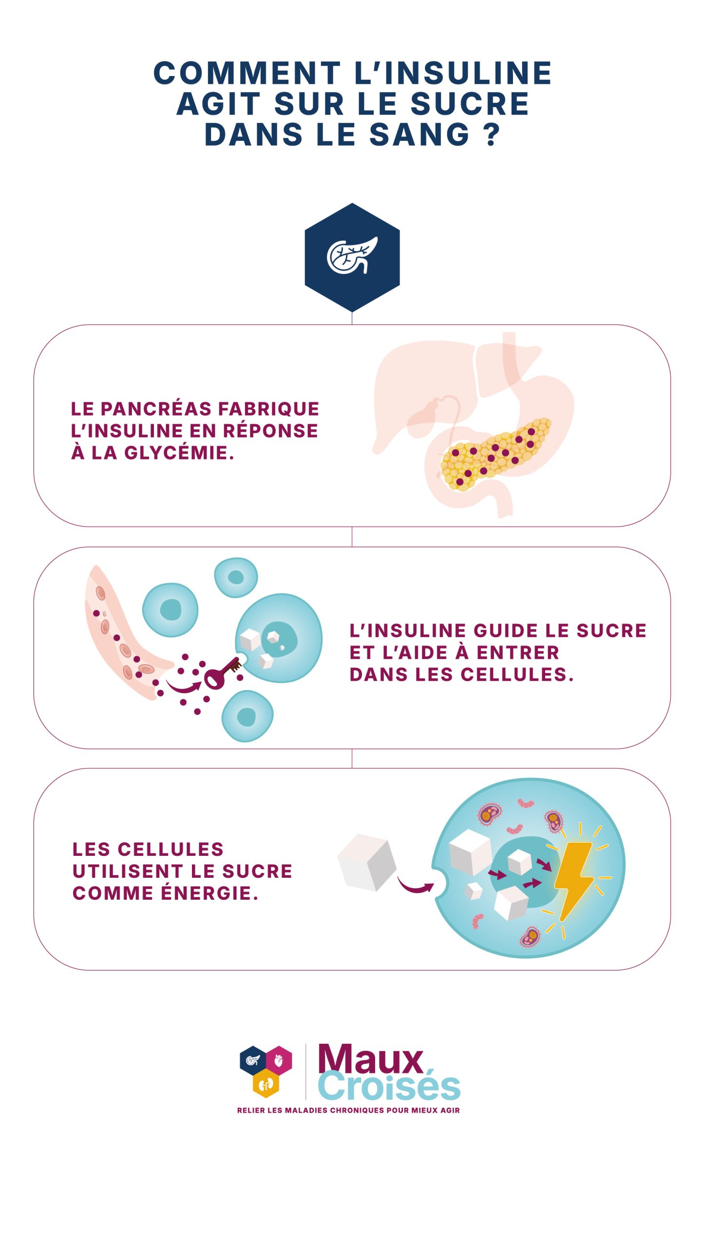 Infographie expliquant le rôle de l’insuline : le pancréas la fabrique en réponse à la glycémie, elle aide le sucre à entrer dans les cellules, qui l’utilisent comme énergie.