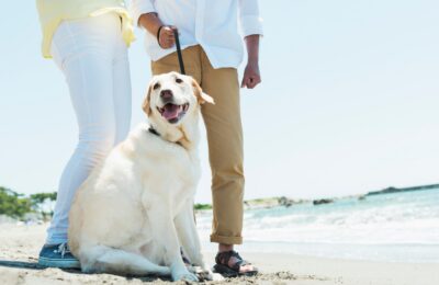 Promener le chien, ça compte comme une activité physique ?